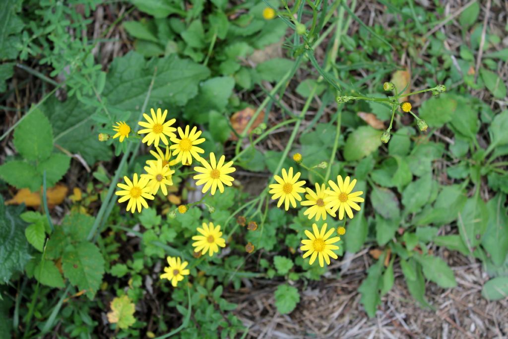 Senecio inaequidens (Asteraceae)